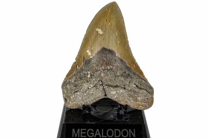 Fossil Megalodon Tooth - North Carolina #200240